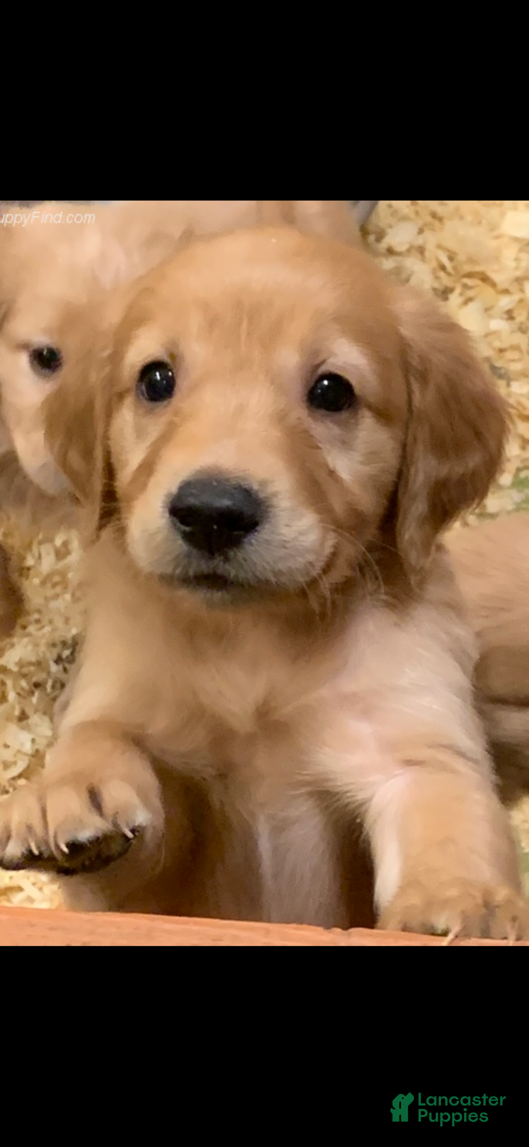 Golden Retriever dogs for sale: Christmas Purple Male-  - Ad 1