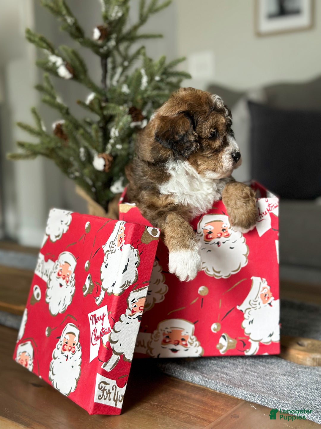 Cavachon dogs for sale: Woody - Ad 12