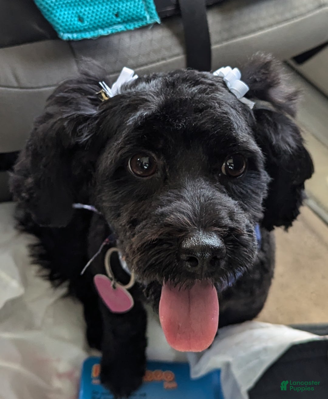 Mixed Breed dogs for sale: Luna  - Ad 18