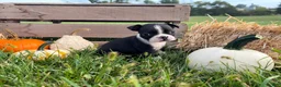 Boston Terrier dogs for sale: Dakota - Ad 7