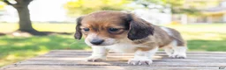 Miniature Dachshund dogs for sale: Huxley - Ad 8