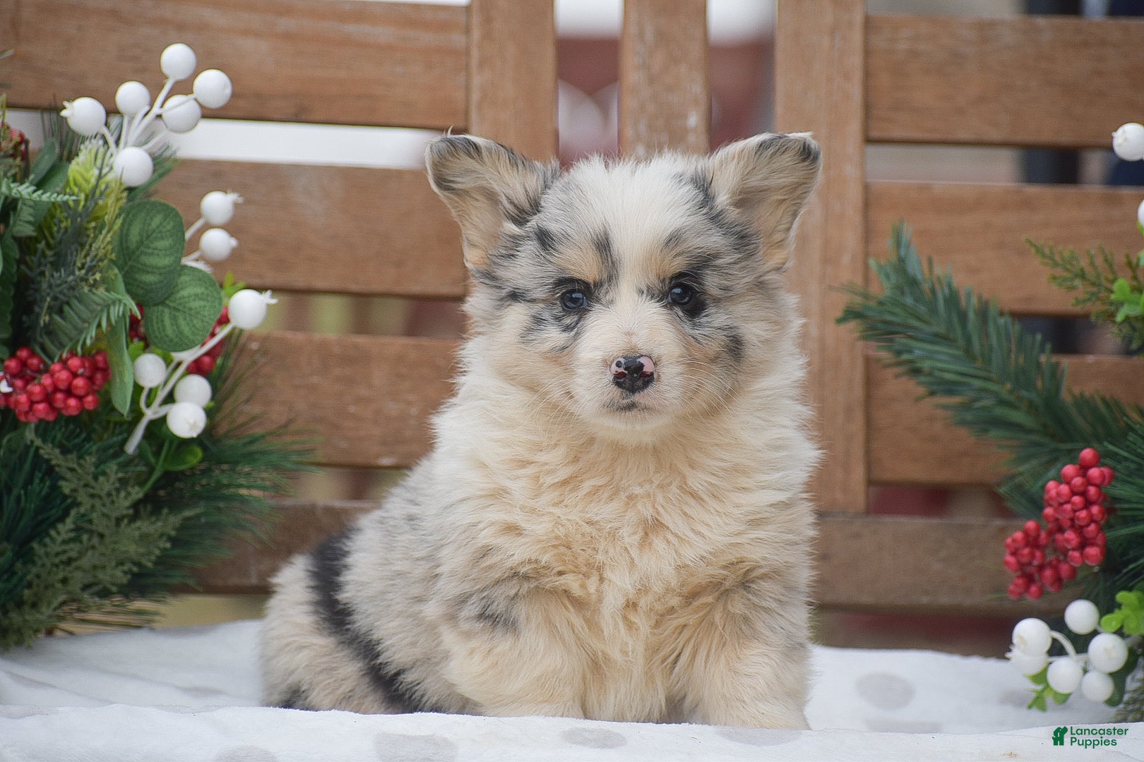 Welsh Corgi Pembroke dogs for sale: Major - Ad 2