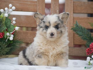 Welsh Corgi Pembroke dogs Major - Ad 13