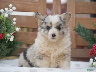 Welsh Corgi Pembroke dogs Major - Ad 32