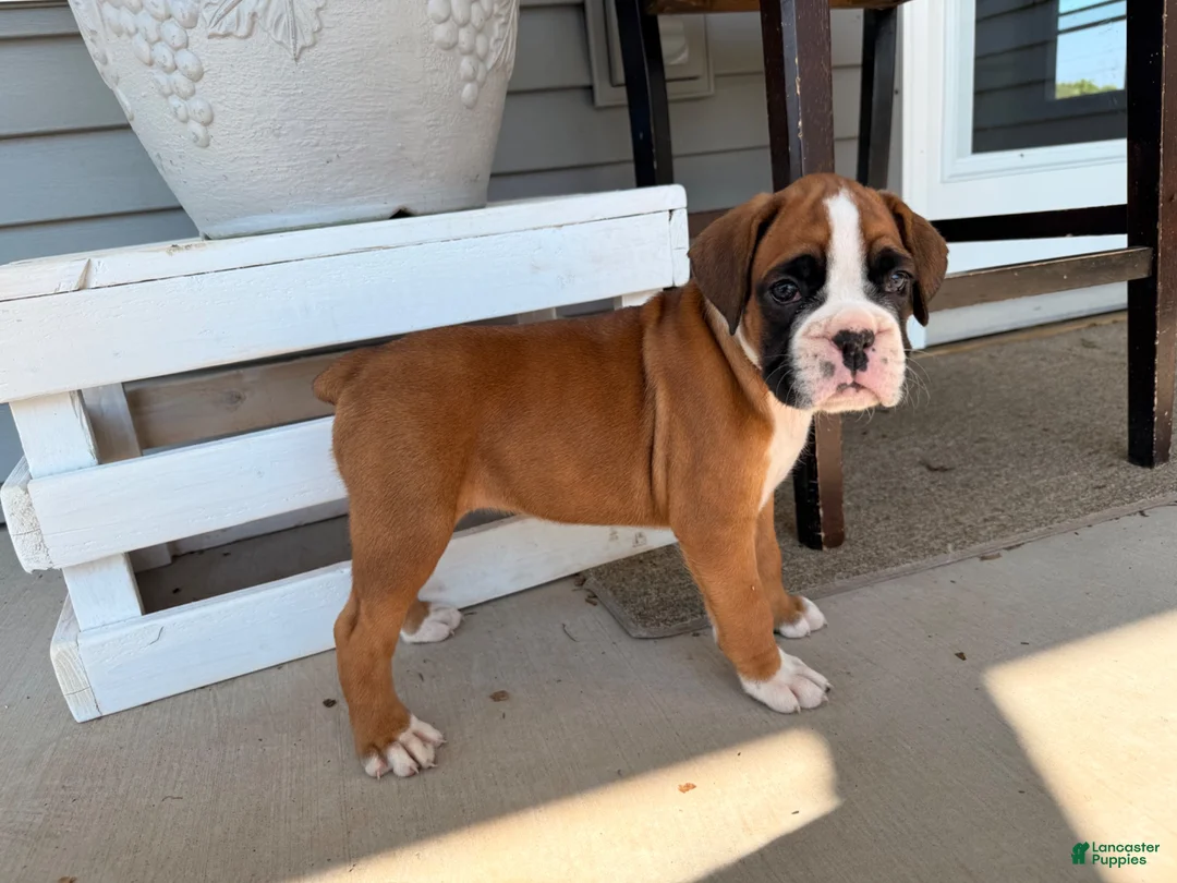 Boxer dogs for sale: Daisy - Ad 2