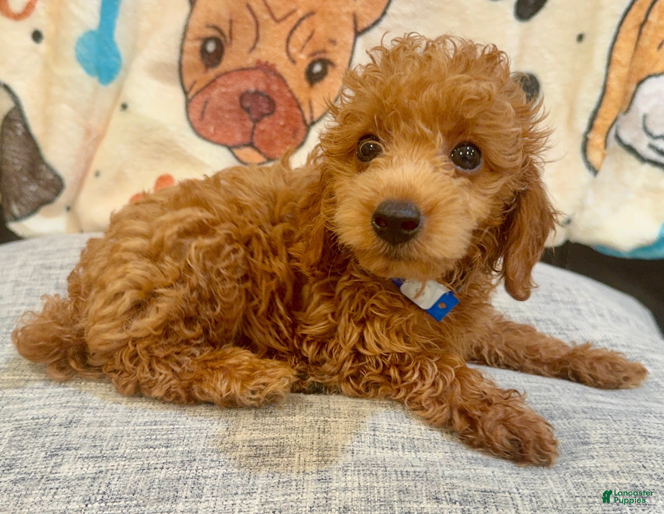 Toy Poodle dogs Maximilian - Ad 20