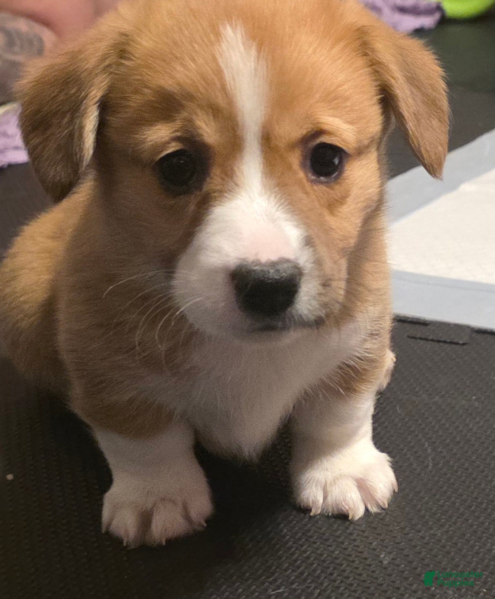 Welsh Corgi Pembroke dogs Welsh Corgi Pembroke Puppy 2 - Ad 7