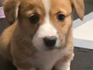 Welsh Corgi Pembroke dogs Welsh Corgi Pembroke Puppy 2 - Ad 7