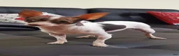 Chihuahua dogs for sale: Chocolate teacup Chihuahua girl. Hand delivery - Ad 10