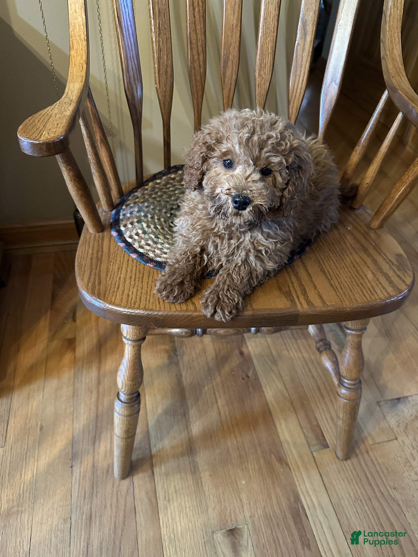 Miniature Labradoodle dogs Hurley - Ad 9
