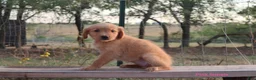 Golden Retriever dogs for sale: Lulu - Ad 2