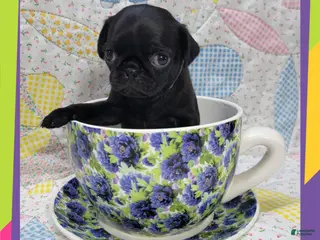 Pug dogs Pug Puppy Girl White - Ad 14