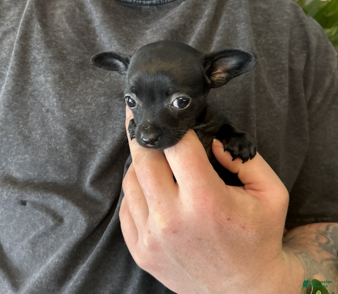 Mixed Breed dogs for sale: Tropical Night - Ad 3