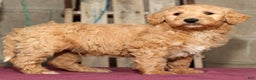Labradoodle dogs for sale: Ronnie - Ad 3