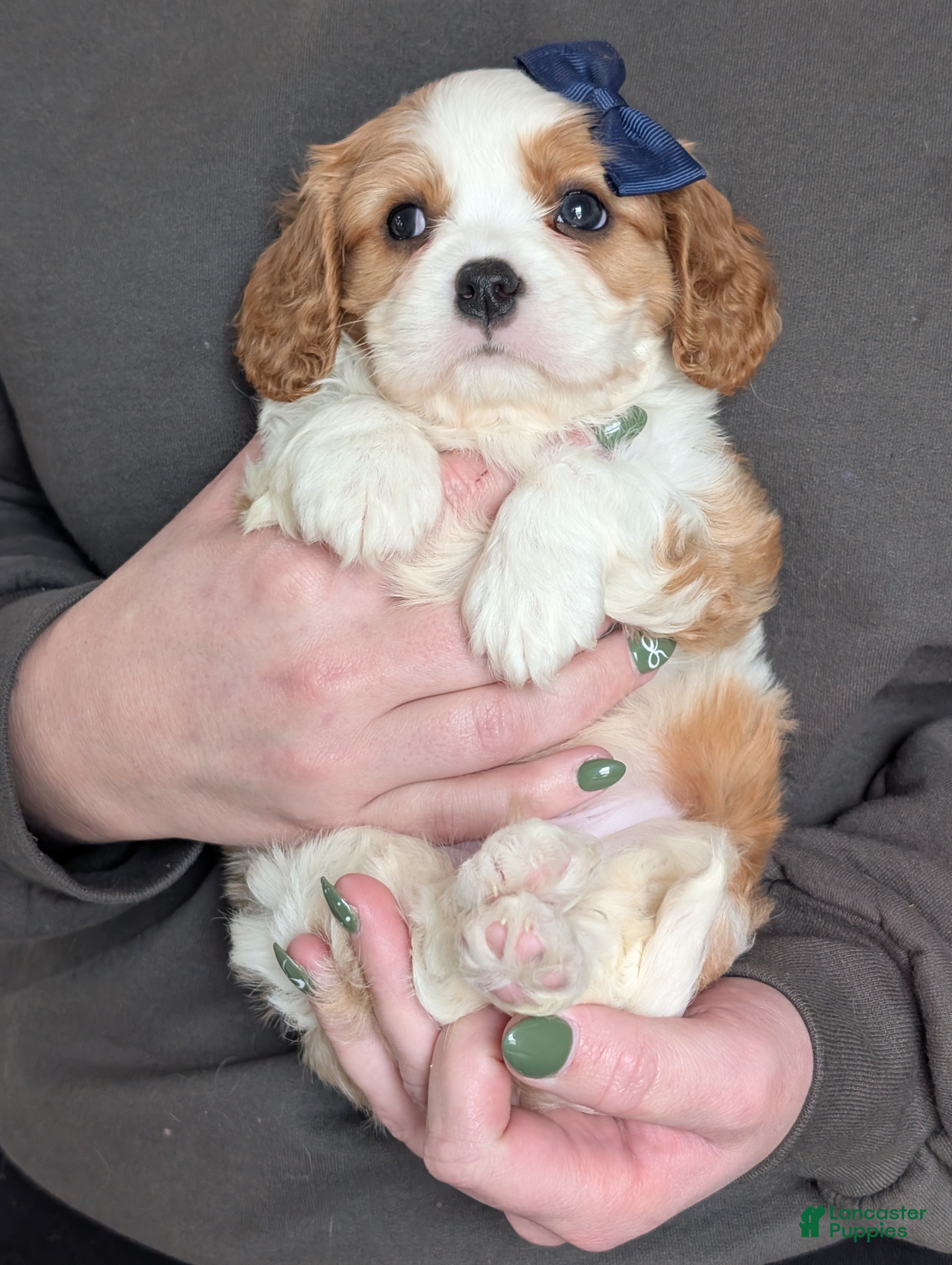 Cavalier King Charles Spaniel dogs Kody - Ad 2