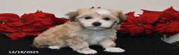 Havanese dogs for sale: Bentley - Ad 5