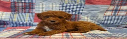 Mini Goldendoodle dogs for sale: Rusty  - Ad 5