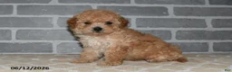 Maltipoo dogs for sale: Toby - Ad 3