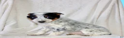 Australian Cattle Dog dogs for sale: Rocket  - Ad 4