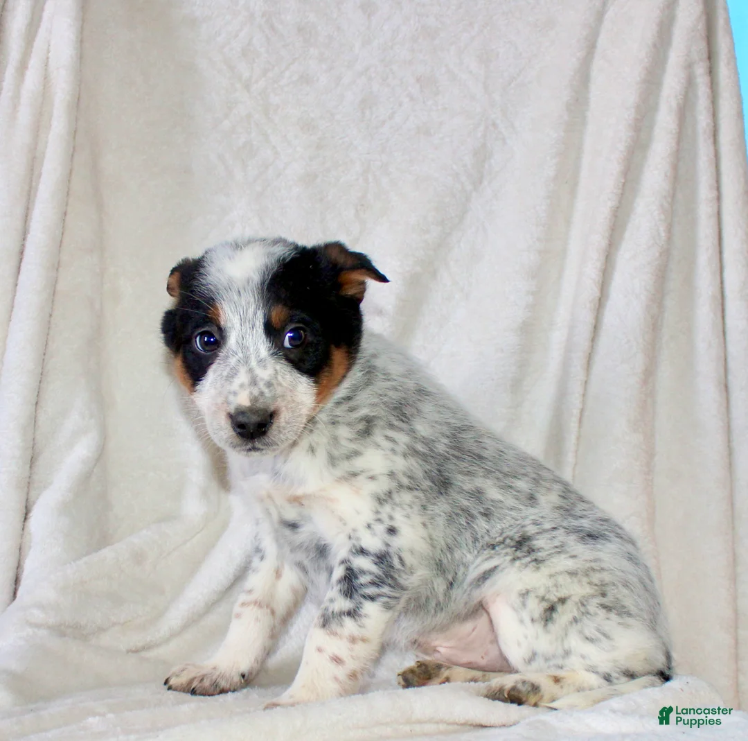 Australian Cattle Dog dogs for sale: Rocket  - Ad 4