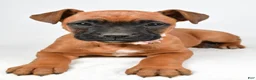 Boxer dogs for sale: Ruby Boxer mix - Ad 8
