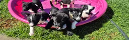 Mixed Breed dogs for sale: Mixed Breed 4 - Ad 2