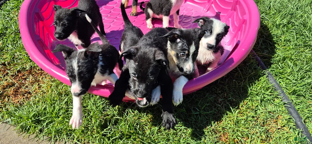 Mixed Breed dogs for sale: Mixed Breed 4 - Ad 2