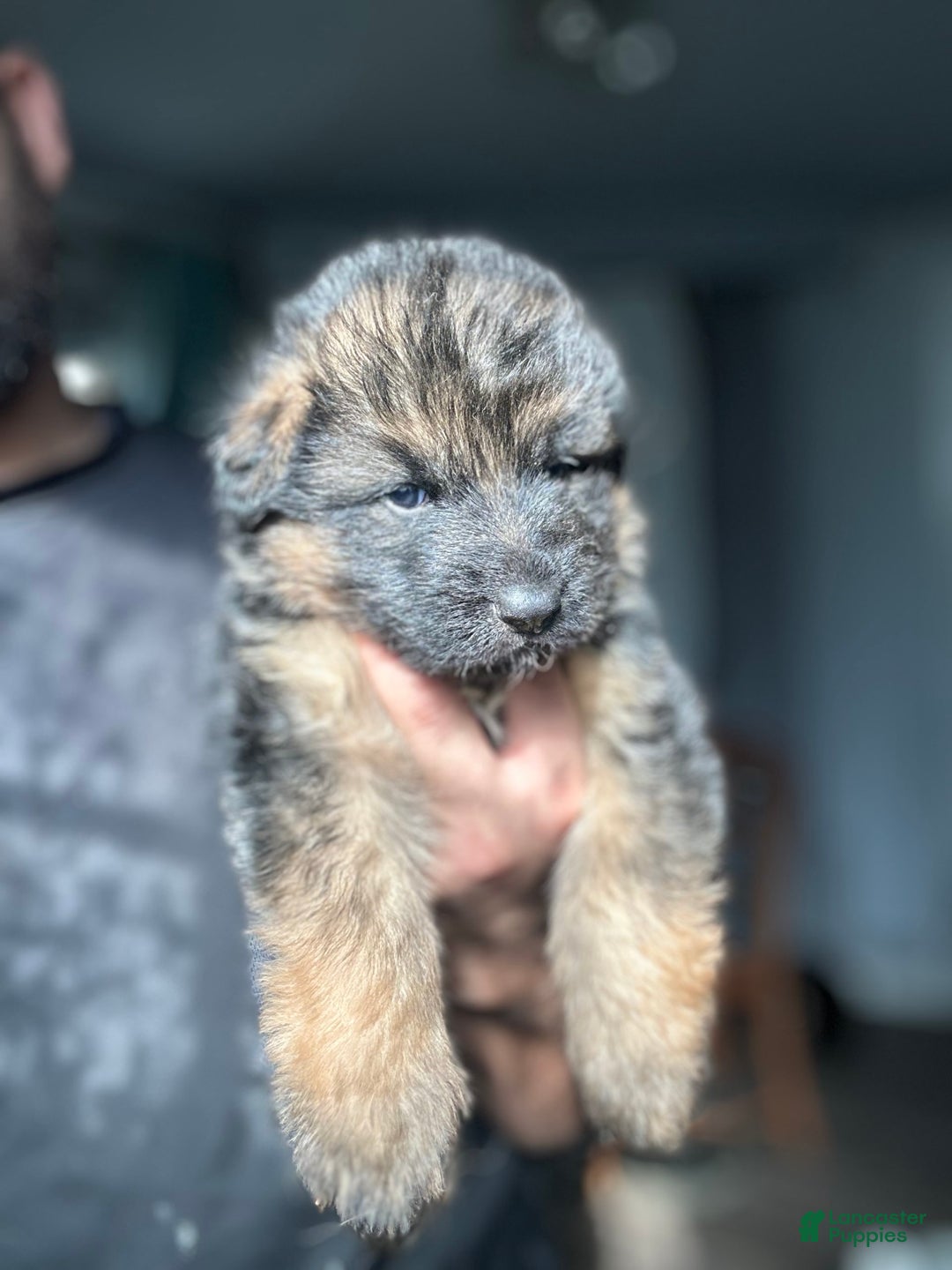 German Shepherd dogs for sale: Mango - Ad 2