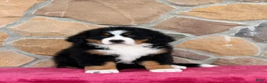 Remi