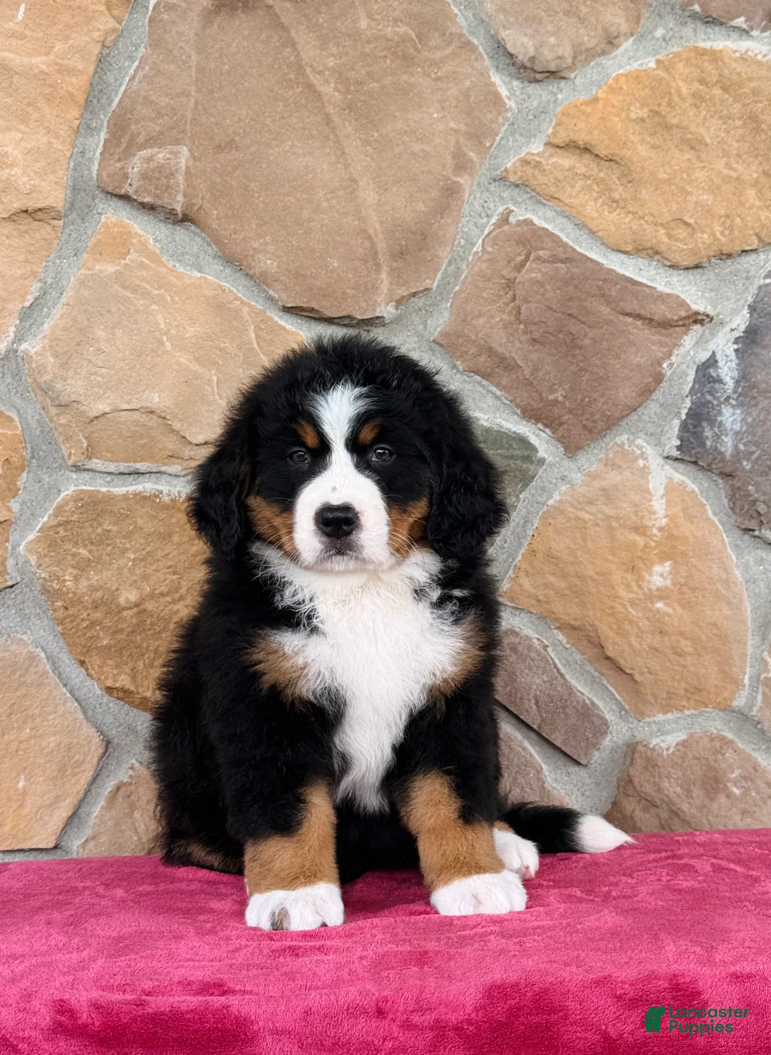 Bernese Mountain Dog dogs for sale: Remi - Ad 1