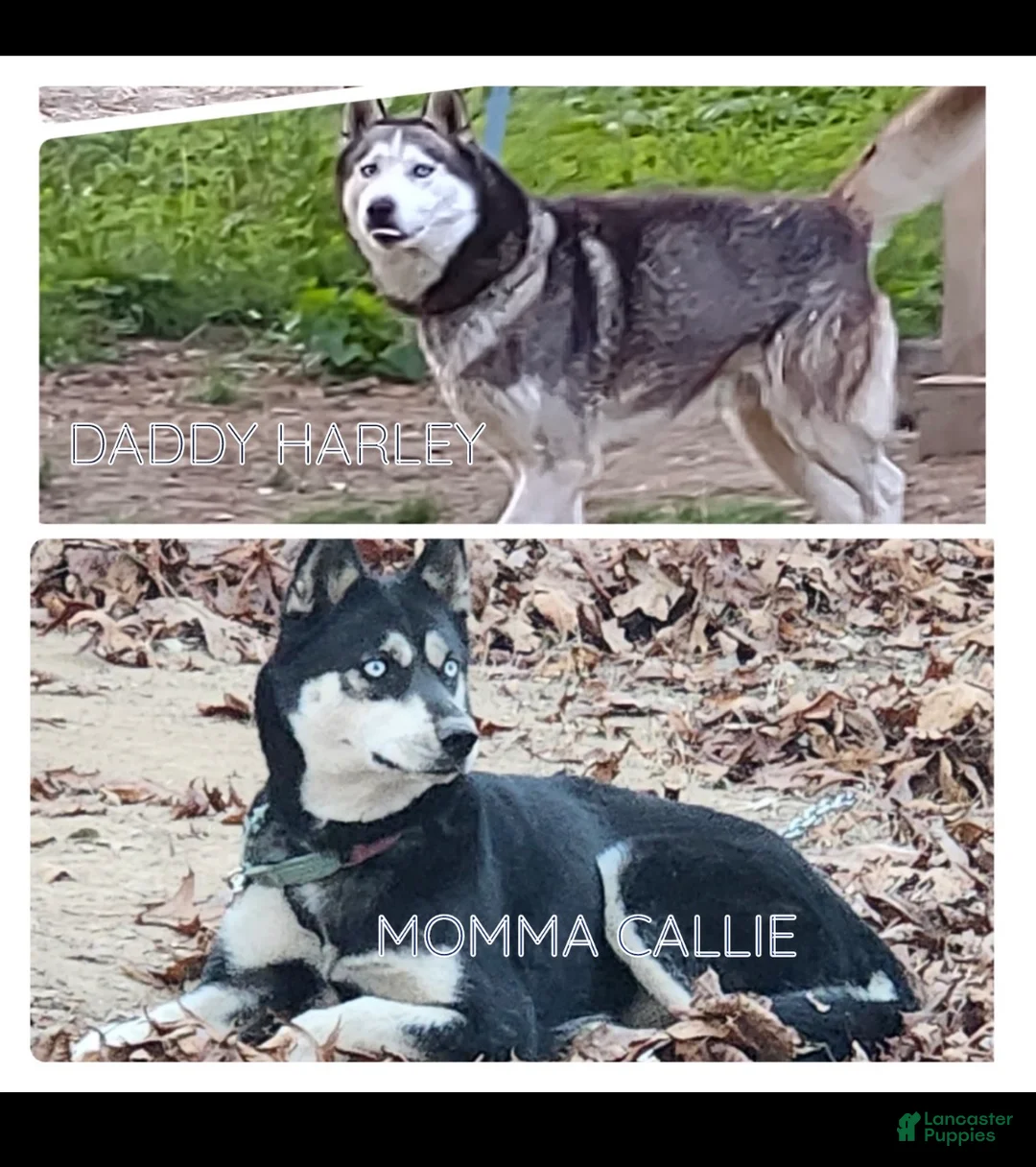 Siberian Husky dogs for sale: Bear - Ad 4