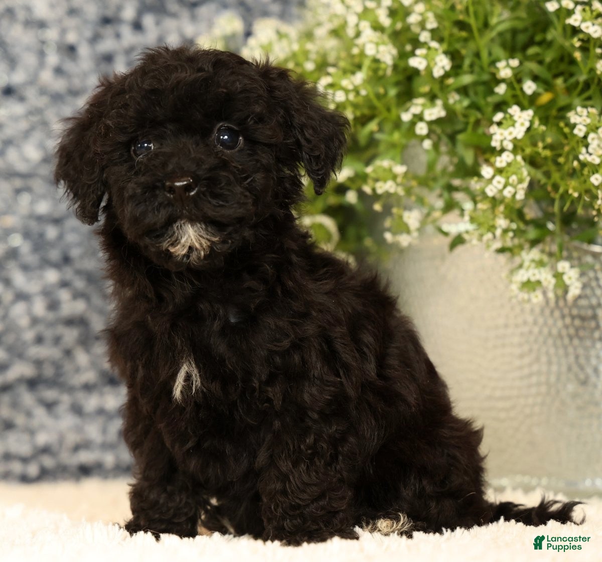 Havapoo dogs Ranger - Ad 2
