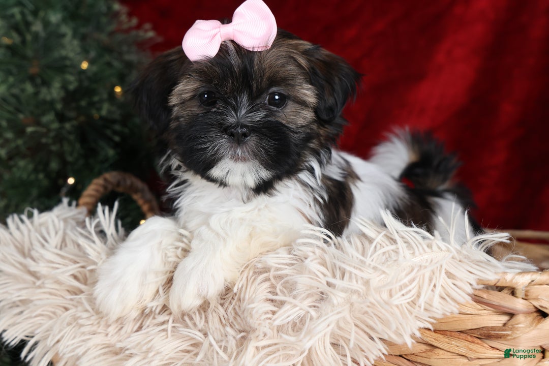 Shih Tzu dogs for sale: Penny - Ad 3
