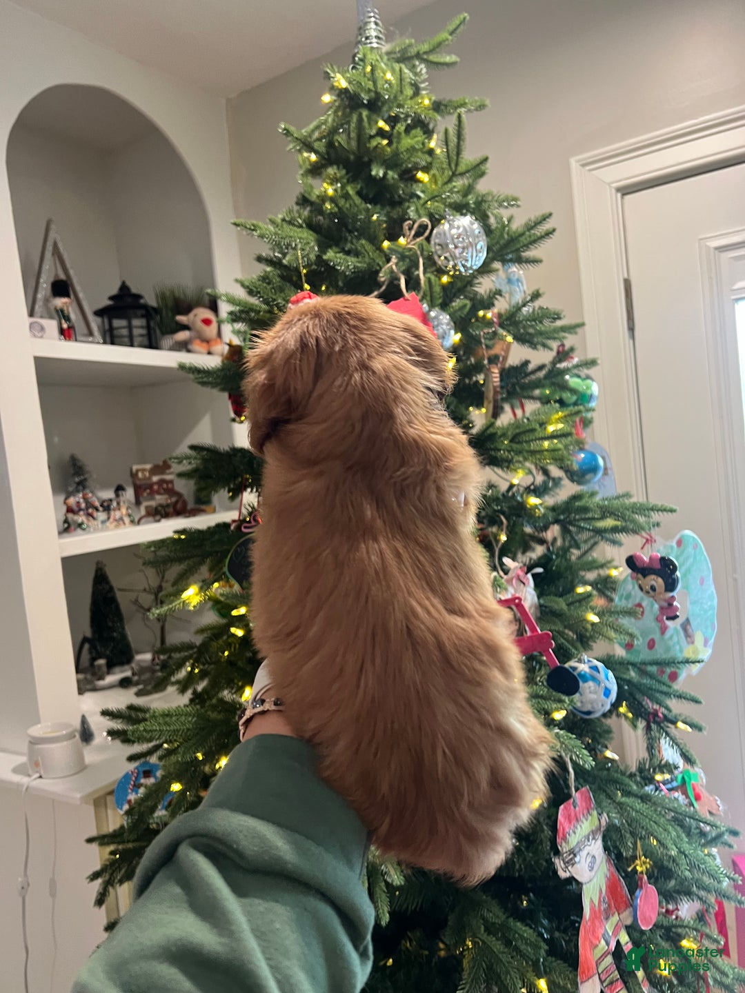 Cavalier King Charles Spaniel dogs for sale: Cavalier King Charles Spaniel Puppy 1 - Ad 5