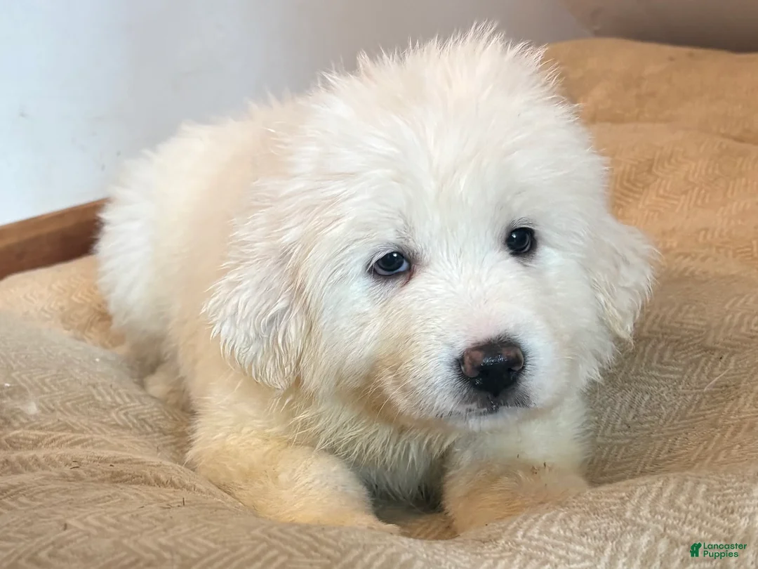 Great Pyrenees dogs for sale:  Puppy 1 (Black Collar) - Ad 2