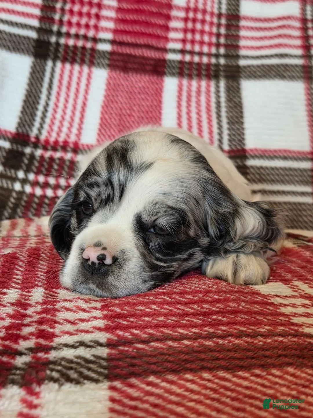 Mixed Breed dogs for sale: Alaska  - Ad 5