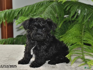 Yorkiepoo dogs Cocoa - Ad 27