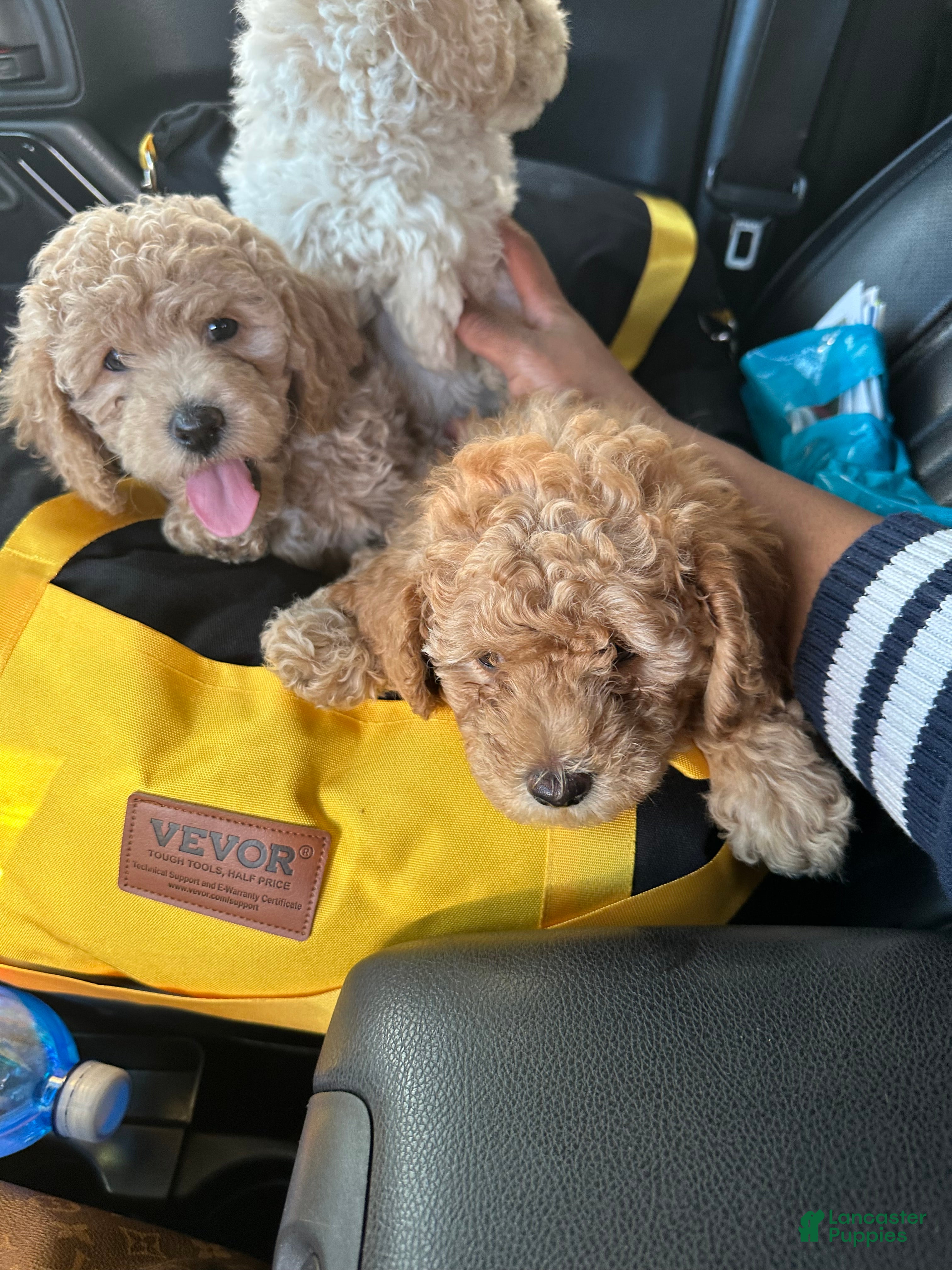 Havapoo dogs for sale: Brown - Ad 2