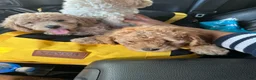 Havapoo dogs for sale: Brown - Ad 2