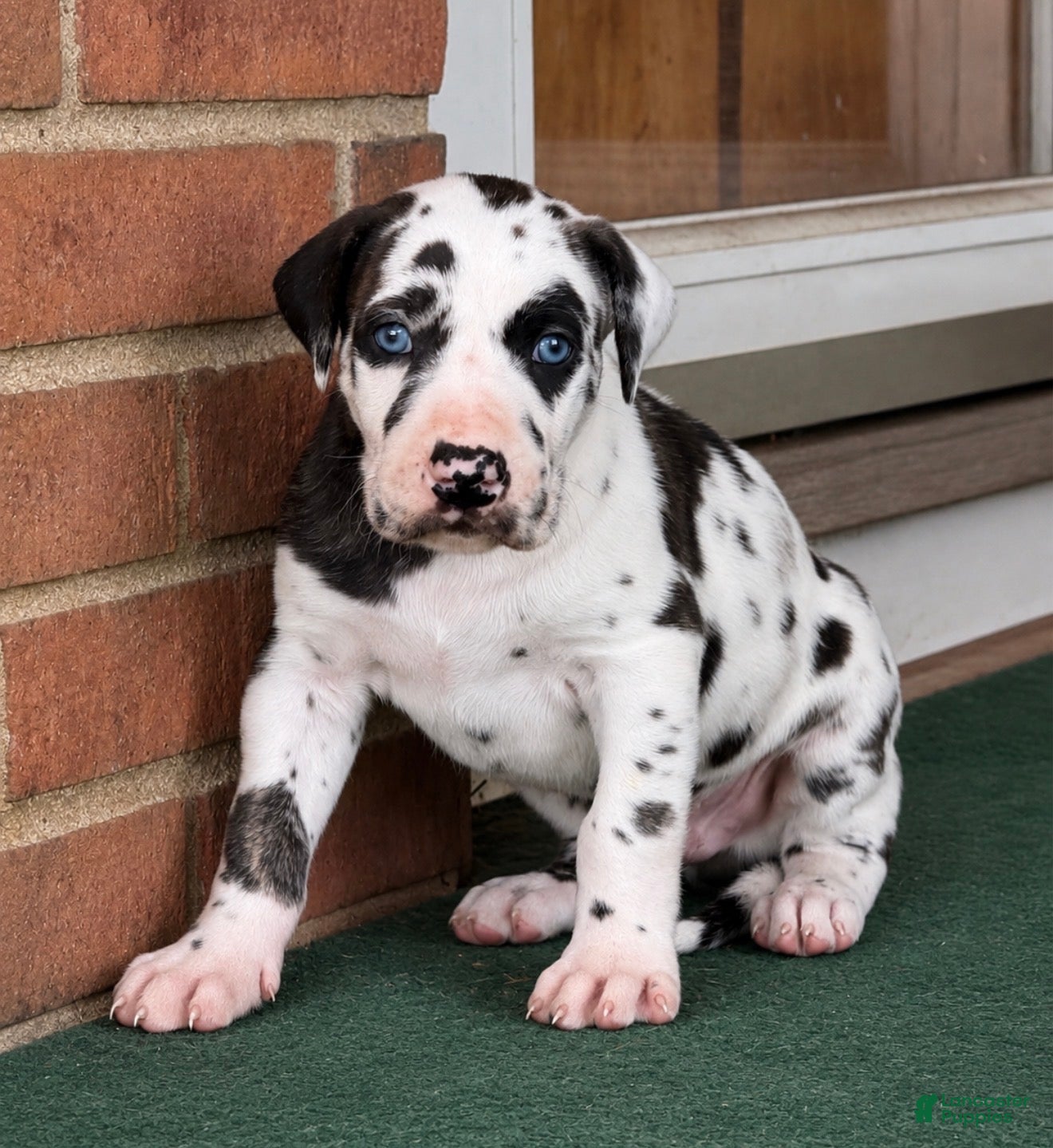 Great Dane dogs Harley  - Ad 1
