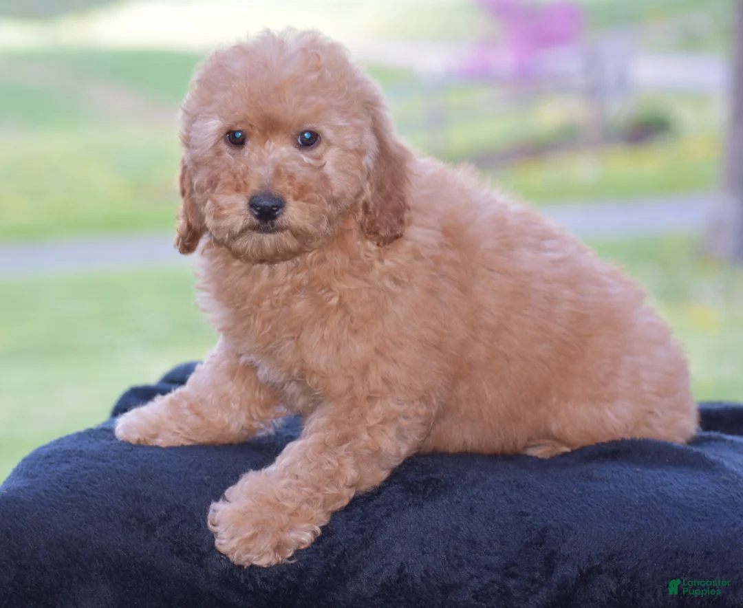 Mini Goldendoodle dogs for sale: Whitney - Ad 1