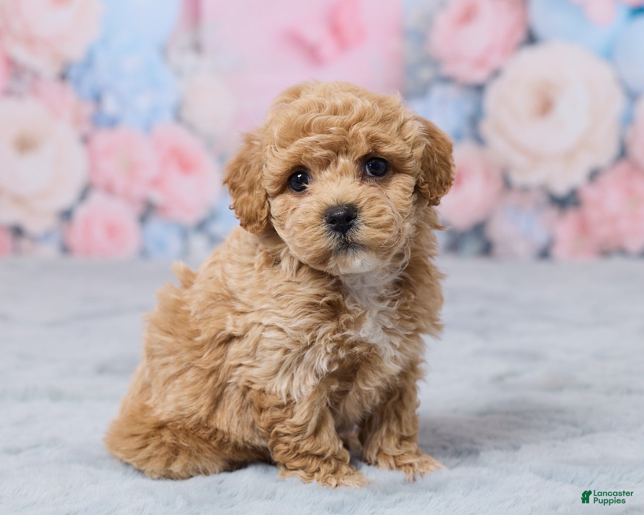 Bichpoo dogs for sale: Petunia - Ad 3