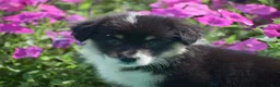Welsh Corgi Pembroke dogs for sale: Jacey - Ad 2