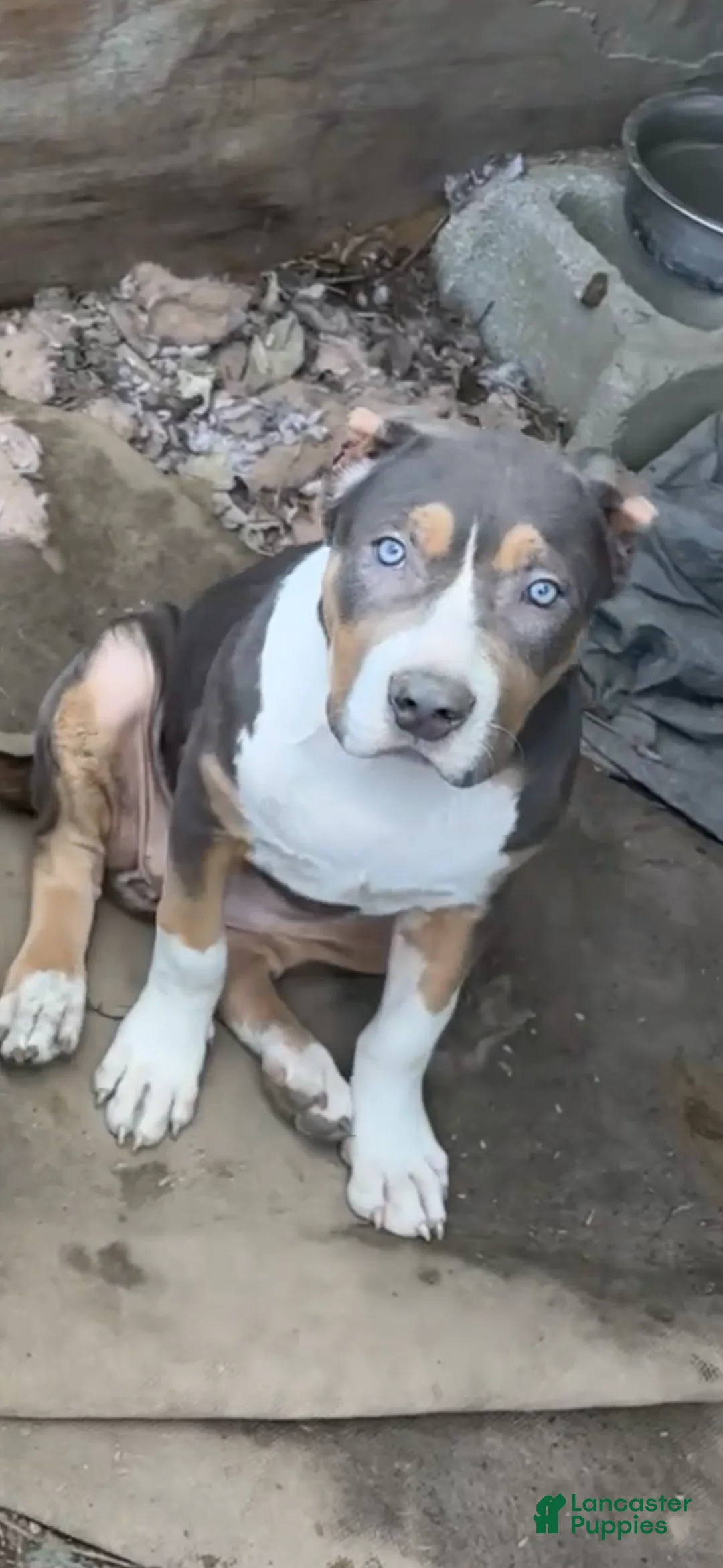 American Bully dogs for sale: American Bully 1 - Ad 1