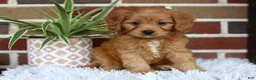 Cavapoo dogs for sale: Simba - Ad 3