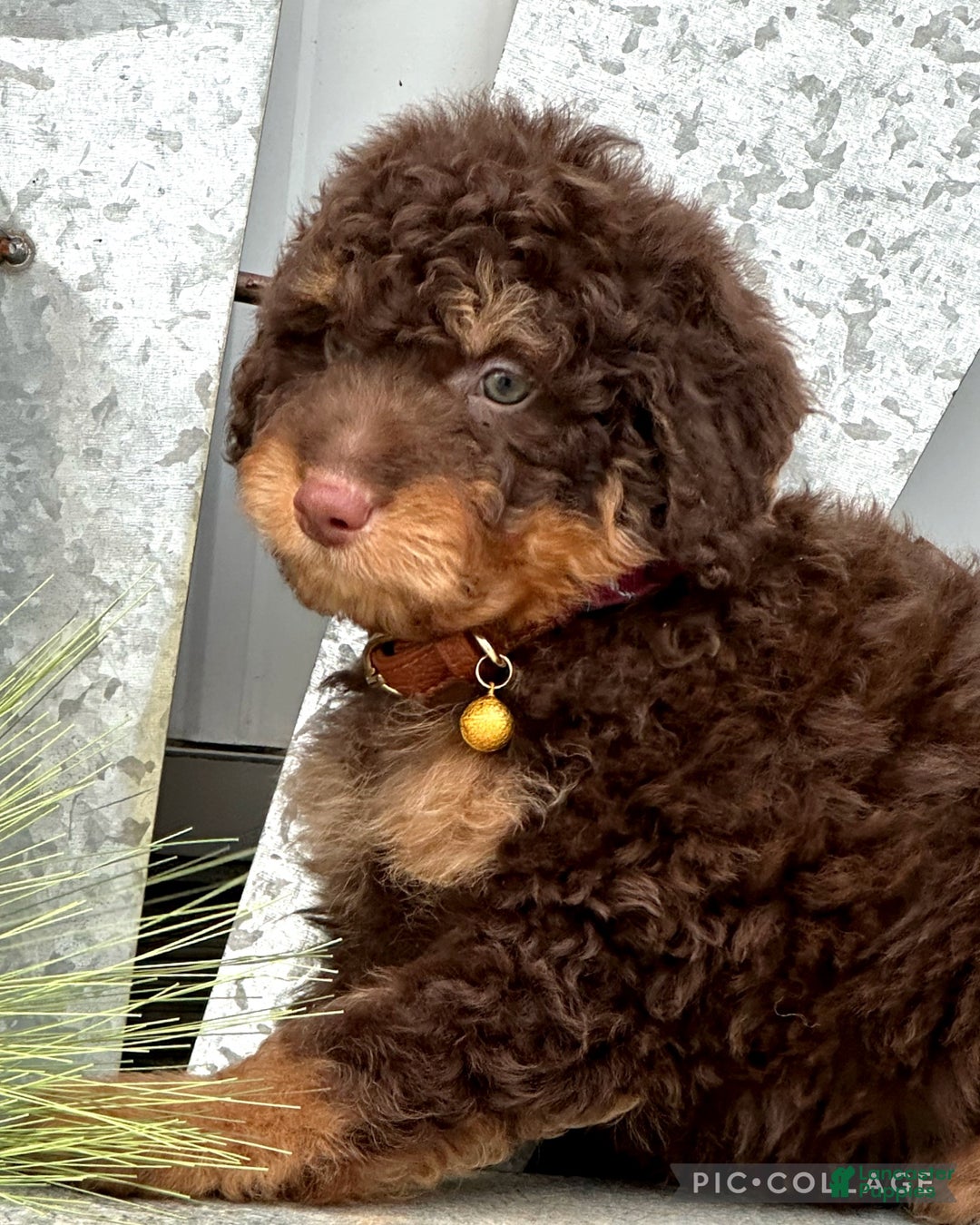 Aussiedoodle dogs for sale: Laredo - Ad 4