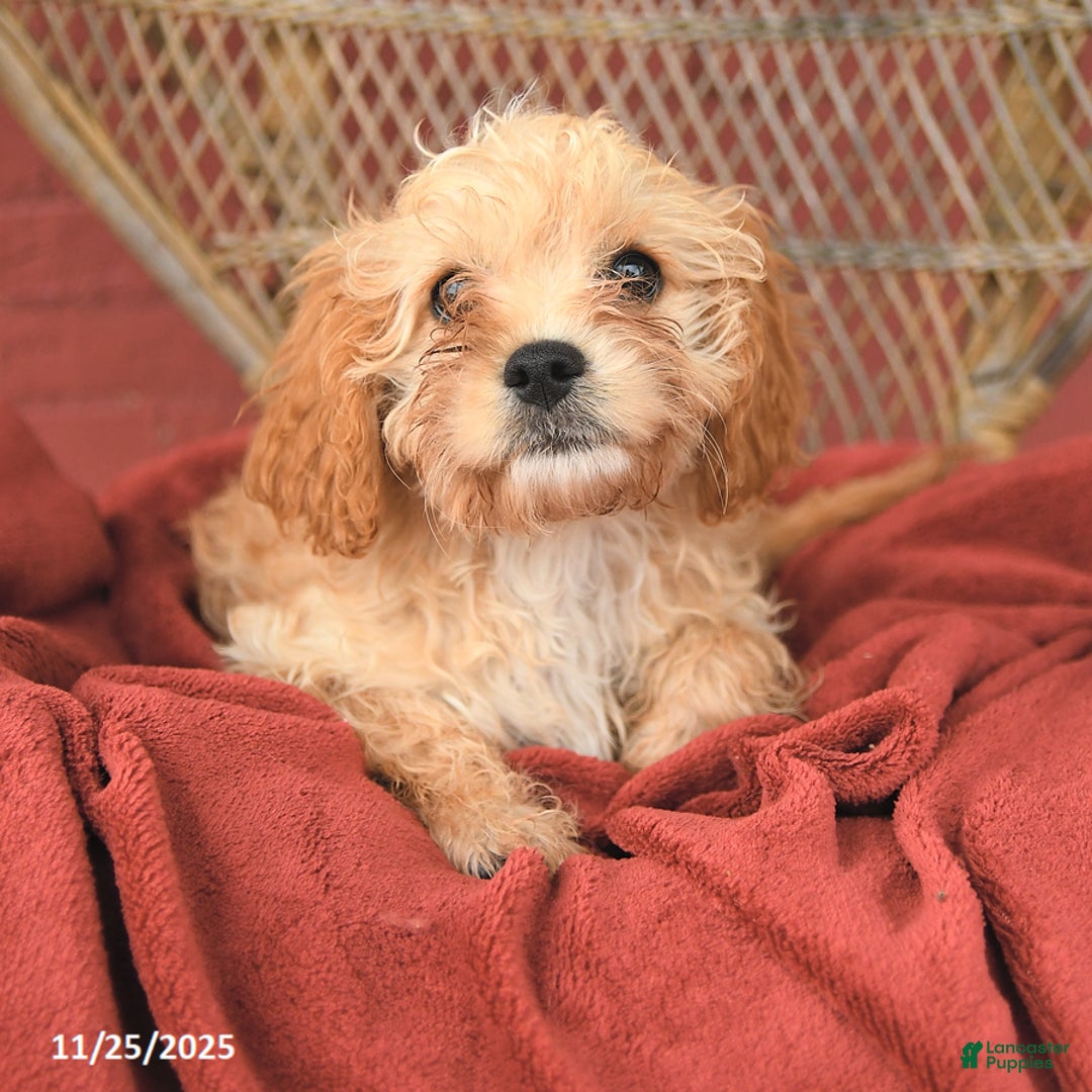 Cavapoo dogs for sale: Daffodil - Ad 3