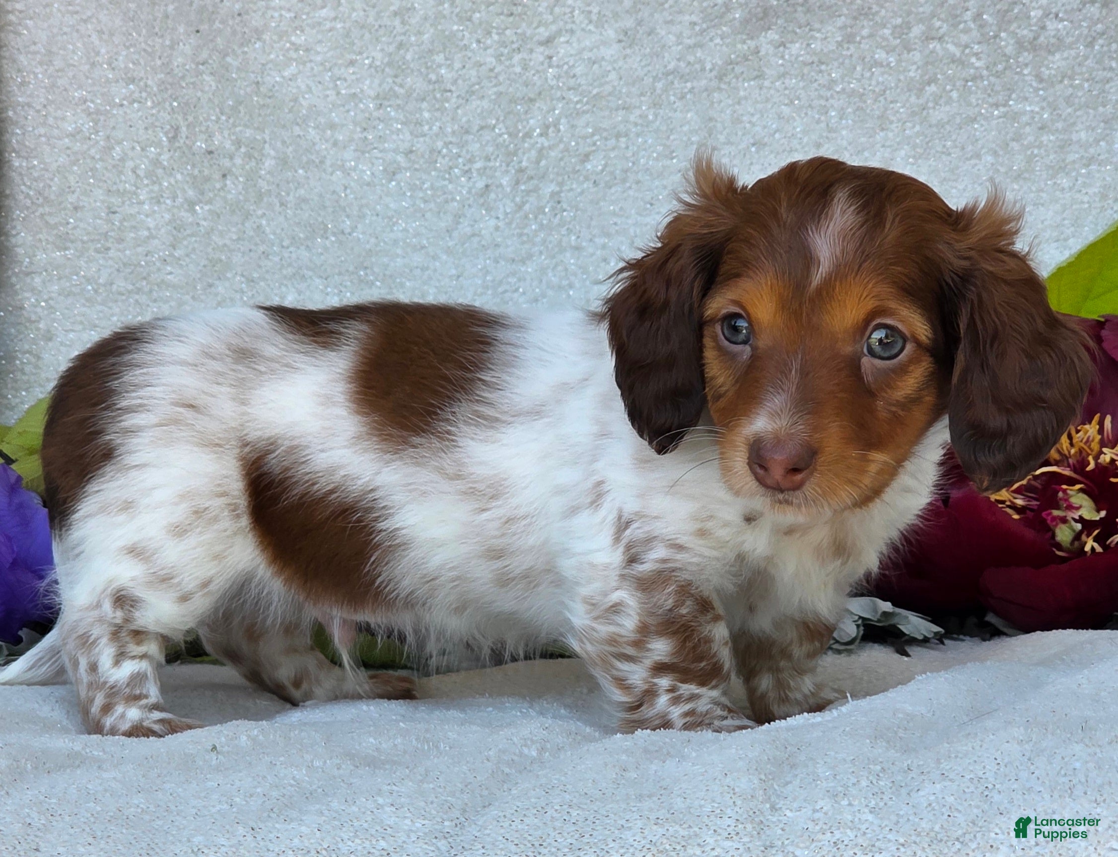 Miniature Dachshund dogs for sale: Lance - Ad 3
