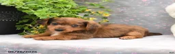 Dorkie dogs for sale: Petey - Ad 5