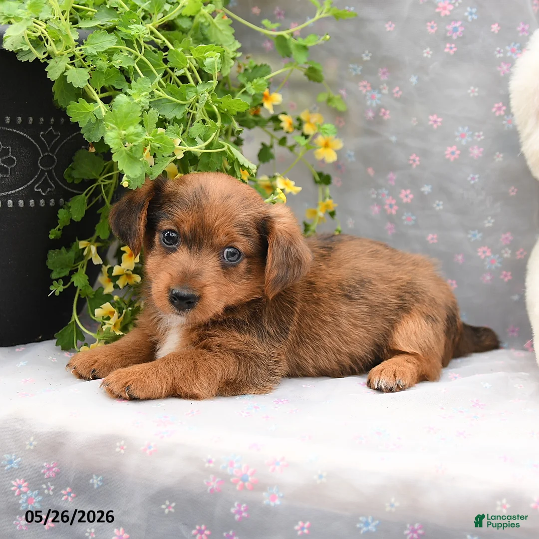 Dorkie dogs for sale: Petey - Ad 5